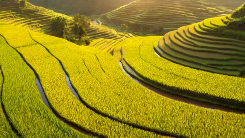 Excursionista solitario en arrozales dorados