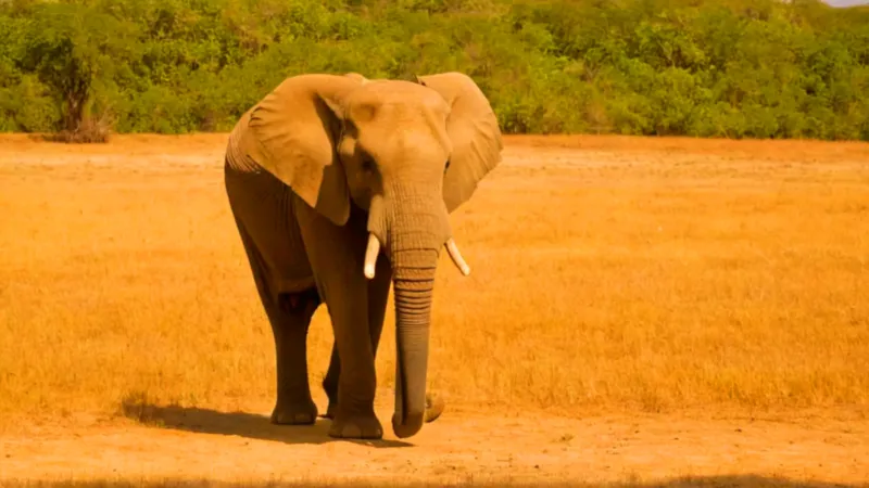 Un hombre junto a un enorme elefante