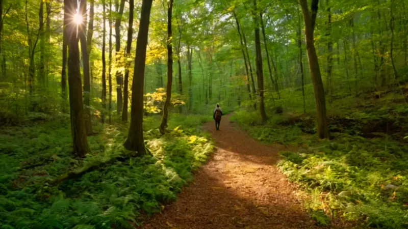 Un caminante solitario en el bosque profundo