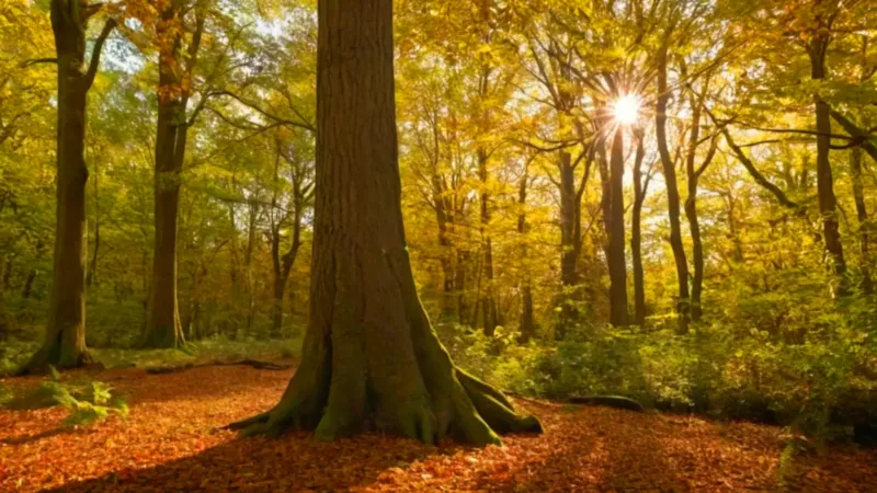 Un torbellino de aves oscurece el bosque