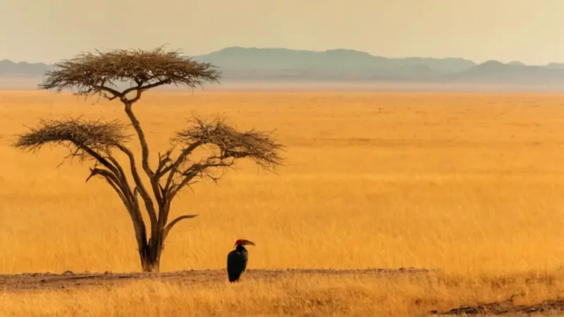 Un explorador observa un pájaro en la sabana