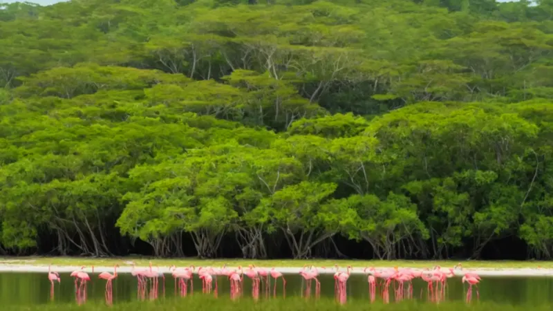 Paseo en bote para observar flamencos