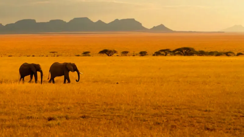 Elefantes en la sabana al atardecer