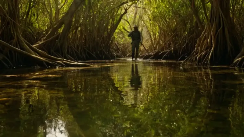 Una persona se concentra en el manglar