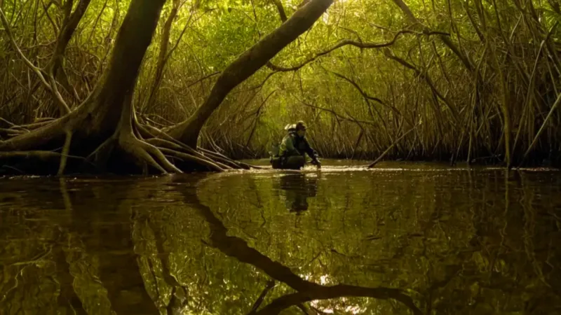 Un científico investiga en el manglar