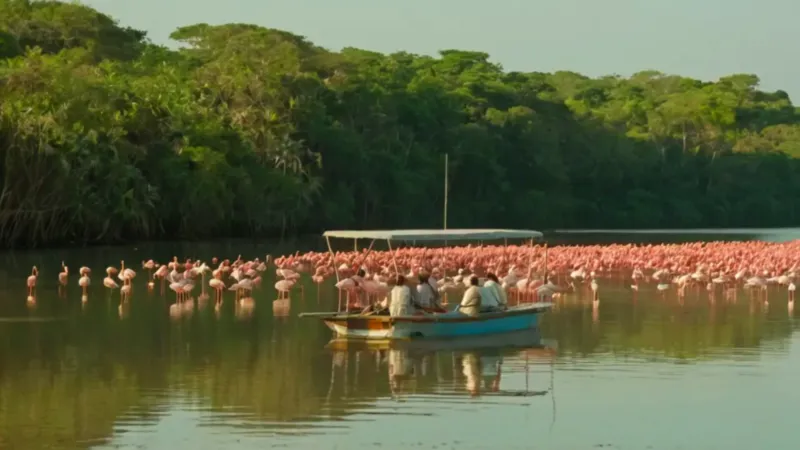 Paseo en lancha admirando flamencos rosados