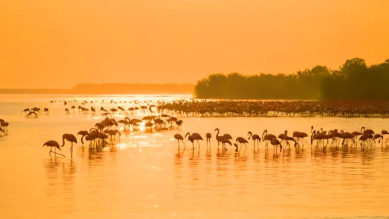 Un bote entre flamencos en un manglar