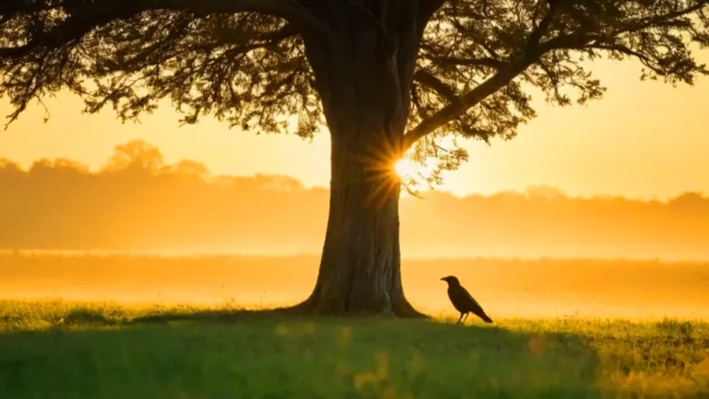 Alguien contempla un cuervo bajo el árbol